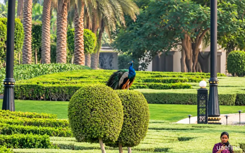 Photograph at zabeel palace